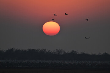 hot air balloon at sunrise