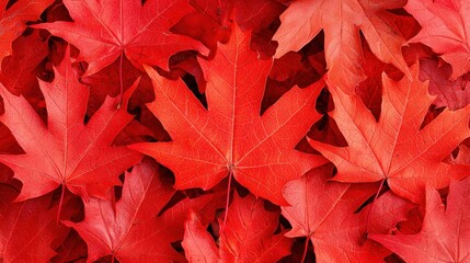 Vibrant Red Maple Leaves Fall Background for Autumn Season Content