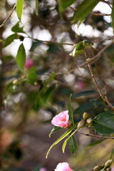 冬に咲き出した椿