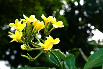Fototapeta premium yellow frangipani flower in the garden