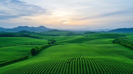 Obraz premium Green Agriculture Artificial Intelligence Generation Illustration