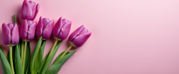 Obraz premium Purple Tulip Flowers with Green Stems on Pink Background