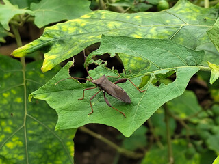 Leptoglossus zonatus is a species of aphid, a type of aphid. Leptoglossus zonatus dedang perched on a green leaf.