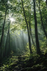 Obraz premium Sunlight Streaming Through Leaves in Lush Green Forested Area : Generative AI