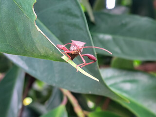 Leptoglossus zonatus is a species of aphid, a type of aphid. Leptoglossus zonatus dedang perched on a green leaf.