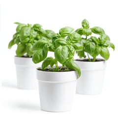 Fresh basil plants in white pots