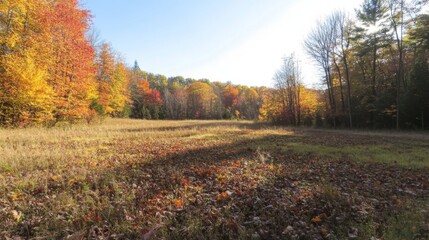 Obraz premium Autumnal Forest Meadow; Sunlight, Colorful Foliage
