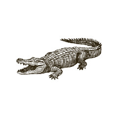 Obraz premium Alligator woodcutting engraving vector art