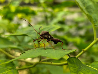 Leptoglossus zonatus is a species of aphid, a type of aphid. Leptoglossus zonatus dedang perched on a green leaf.