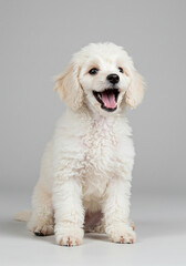 Obraz premium ふわふわスマイル 小犬 ホワイト