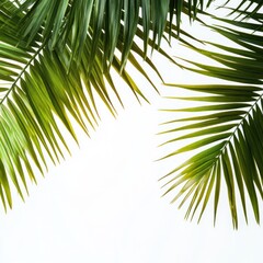 Fototapeta premium Palm Leaves Against White Background