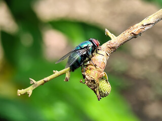 A hoverfly with red eyes and thin wings landed on the branch of a longan fruit tree. This type is often seen flying in kitchens and trash cans.