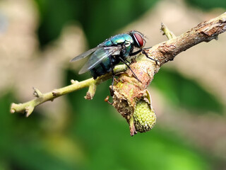 A hoverfly with red eyes and thin wings landed on the branch of a longan fruit tree. This type is often seen flying in kitchens and trash cans.