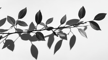 Branches of a Tree Casting Delicate Shadows on a White Background, Creating an Artistic Composition in Natural Light During the Afternoon