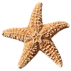 Small starfish seastar isolated on white background vector  illustration