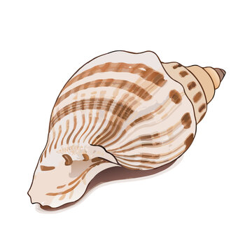 Beautiful sea shell isolated on white background vector  illustration