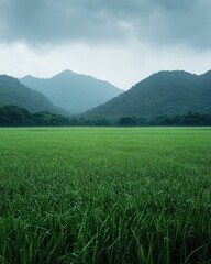 Fototapeta premium Lush green paddy field stretching to misty mountains under a cloudy sky.