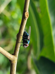 A hoverfly with red eyes and thin wings landed on the branch of a longan fruit tree. This type is often seen flying in kitchens and trash cans.