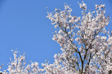 桜「越の彼岸桜」