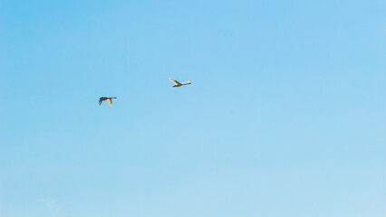 Two swans flying in clear blue sky
