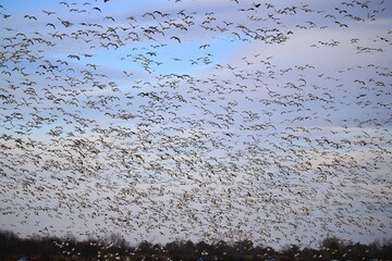 Flock of birds soaring in a blue sky.