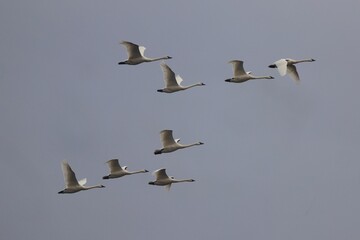 Swans in Flight Against Gray Sky