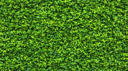 Lush green foliage fills the image, showcasing a dense texture of vibrant leaves in various shades of green, creating a fresh and natural appearance.