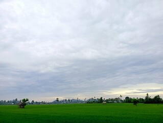 Green rice paddy field under a cloudy sky.
Suitable for agricultural, nature, farming,
landscape, and countryside concepts.