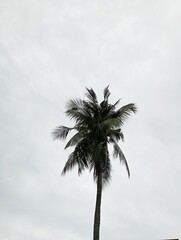 Description

Tree a majestic palm reaches towards a
dramatic cloudy sky. Ideal for travel brochures,
nature magazines, and tropical themed design
projects.
