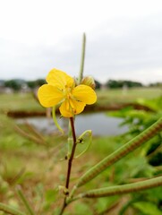 Flower a vibrant yellow bloom with verdant
stems and leaves. Suitable for spring themed
designs, botanical illustrations, and greeting
cards.