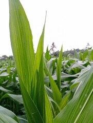 Closeup of a cornfield, suitable for agriculture
publications, food industry promotions, and
nature themed designs for various marketing
materials.