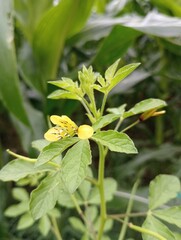 Flower with vibrant yellow petals and lush green
leaves. Suitable for floral designs, spring
themes, nature concepts, gardening projects.