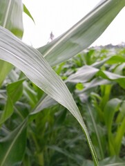Closeup of a corn plant leaf suitable for
agricultural and nature themed designs,
illustrating texture and details of a green leaf.