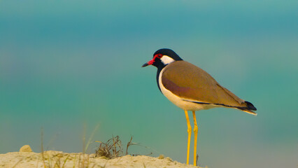 Red wattled lapwing is looking beautiful