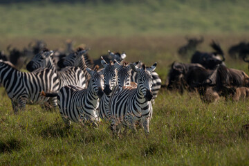 zebras running on savanna, ngorongoro tanzania