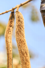 Dried Dolichandrone Seed Pods Hanging on a Branch Against a Pale Blue Sky