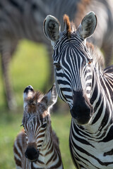 Naklejka premium zebra calves with mom zebra, ngorongoro tanzania