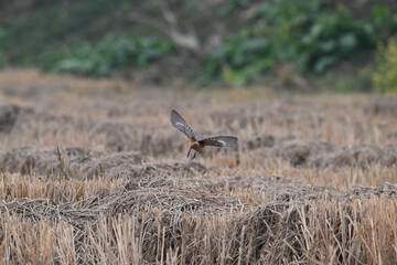 red billed hornbill in flight
