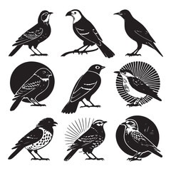 Obraz premium collection of birds