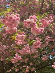 Cherry blossoms in full bloom, showcasing delicate pink and white petals. A symbol of renewal and fleeting beauty, perfect for serene landscapes or seasonal celebrations.
