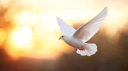 Fototapeta premium Graceful white dove soaring against a warm sunset background with soft light : Generative AI