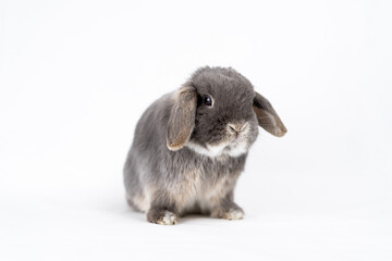 Obraz premium うさぎ