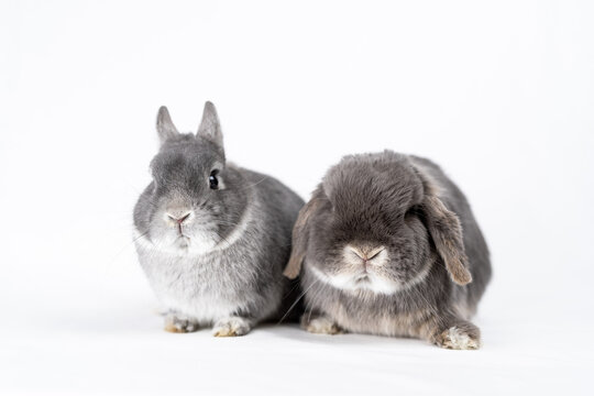 垂れ耳うさぎ」の写真素材 | 352件の無料イラスト画像 | Adobe Stock