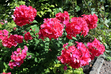 Bright red phlox bloom along a path in a city park