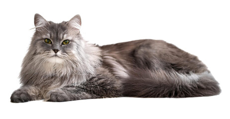 寝転がっている、目つきの悪い灰色の長毛種の猫。白背景。（A long-haired gray cat with bad eyes lying down on white background）
