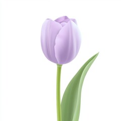 Naklejka premium Lilac tulip, studio shot, isolated, spring
