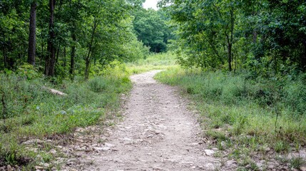 Forest trail path summer nature walk woods