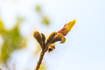 Close-Up of a Budding Exotic Flower Against a Soft Blue Sky