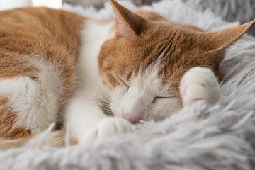 窓辺で眠る可愛い猫　茶トラ白	