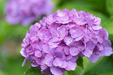 雨に濡れたアジサイをマクロレンズで撮影